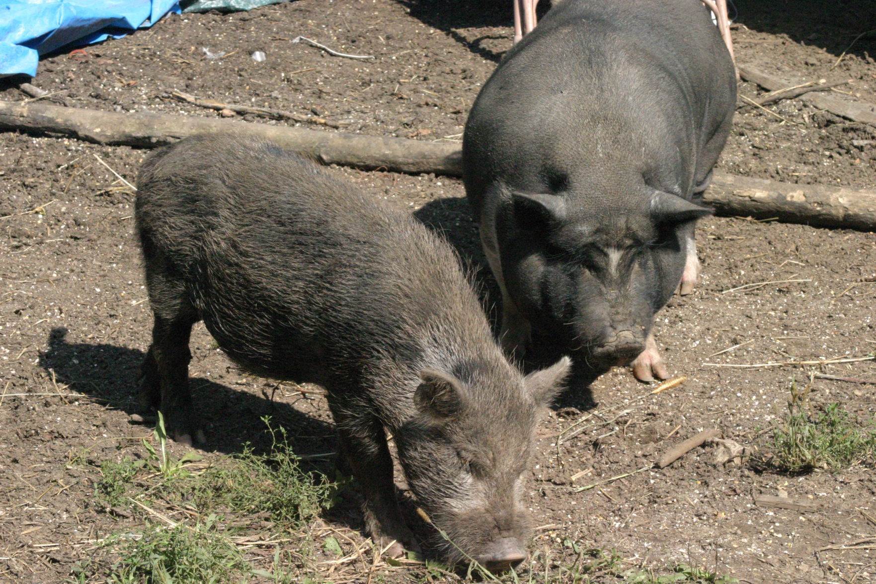 Razor and Petunia